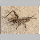 Chorthippus biguttulus - Nachtigall-Grashuepfer 07.jpg